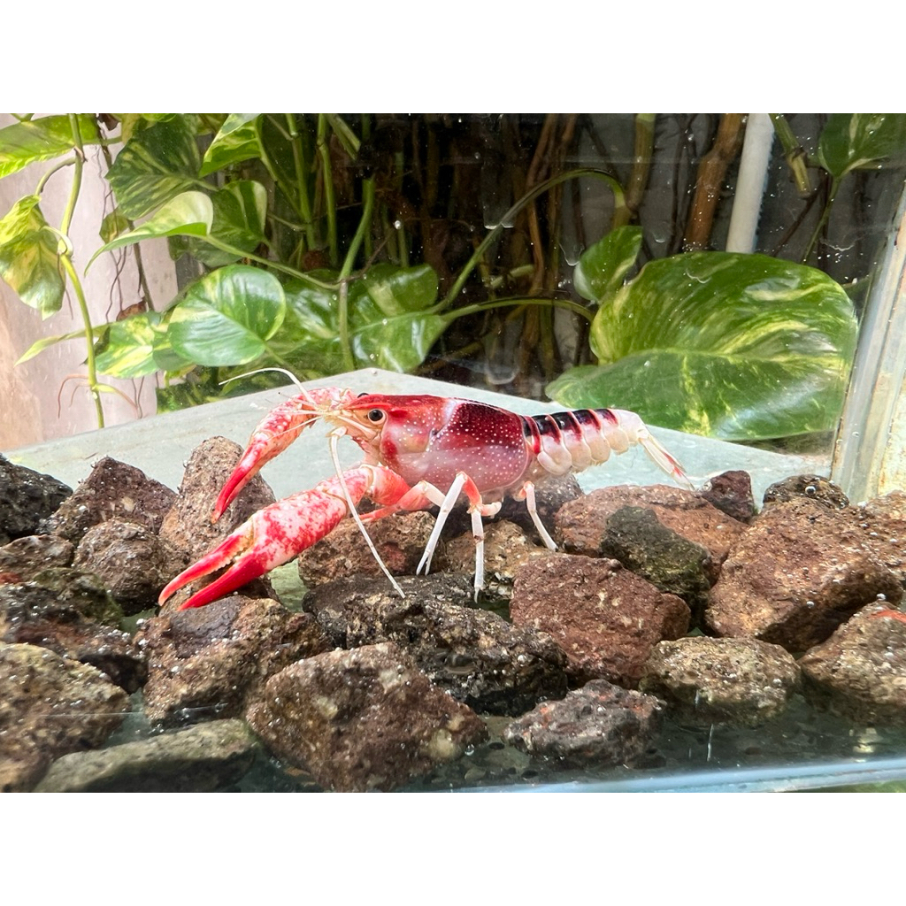 Hiasan aquarium lobster hias air tawar jenis ghost clarkii