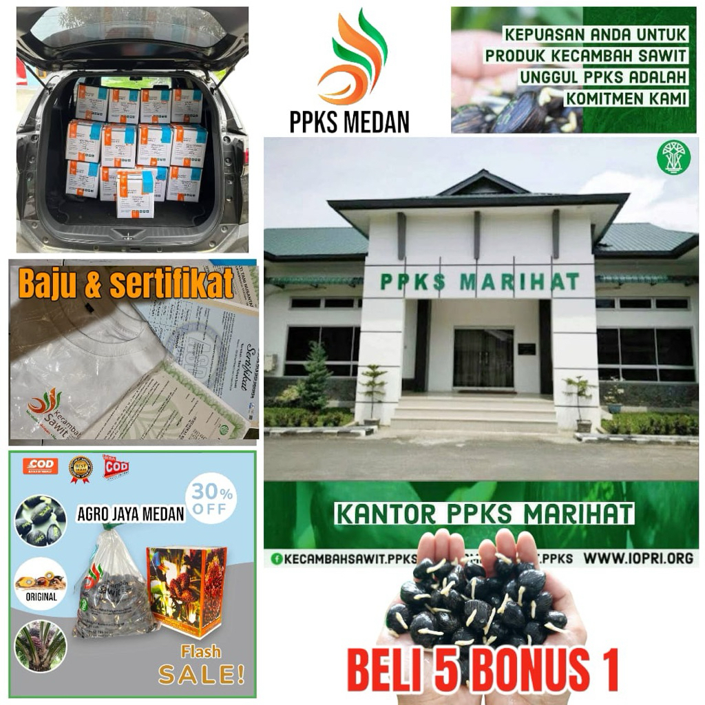 Kecambah Sawit ppks medan SUPER UNGGUL bersertifikat