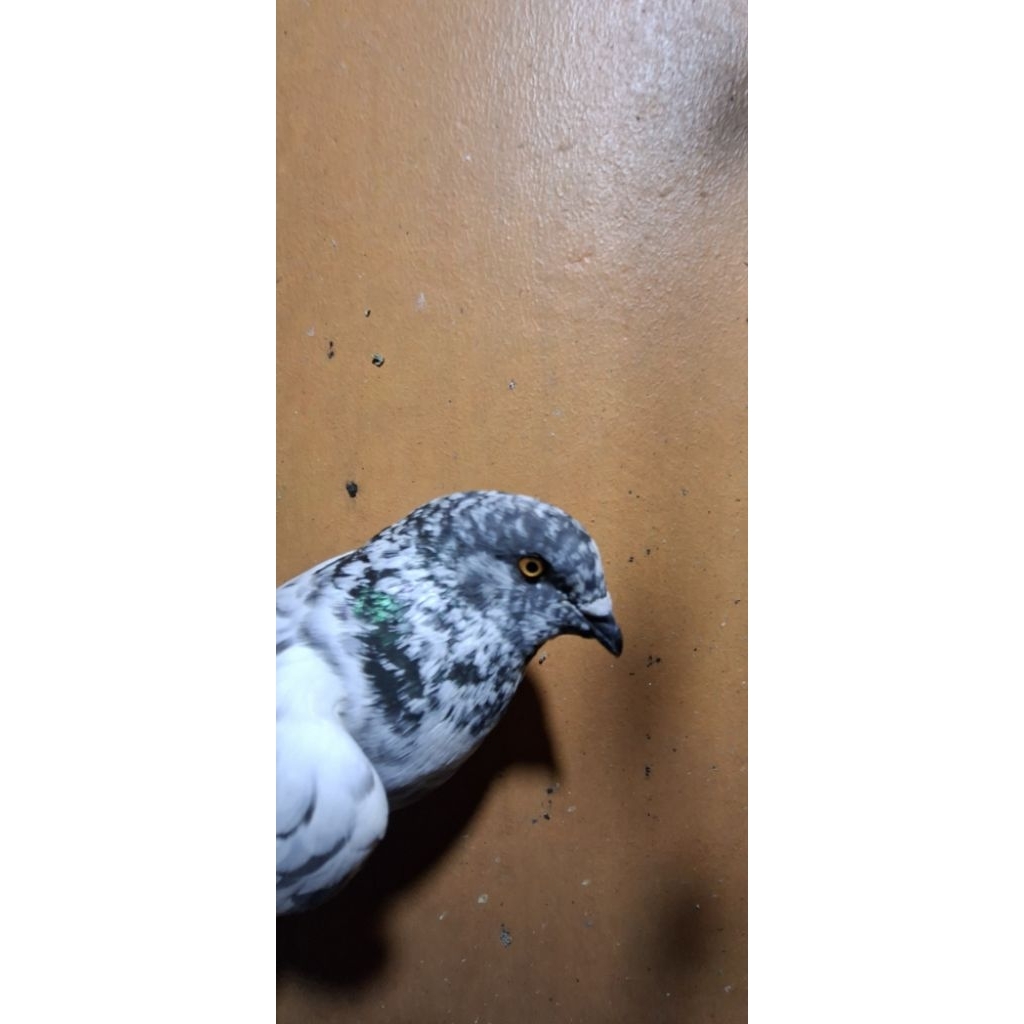 merpati betina blorok