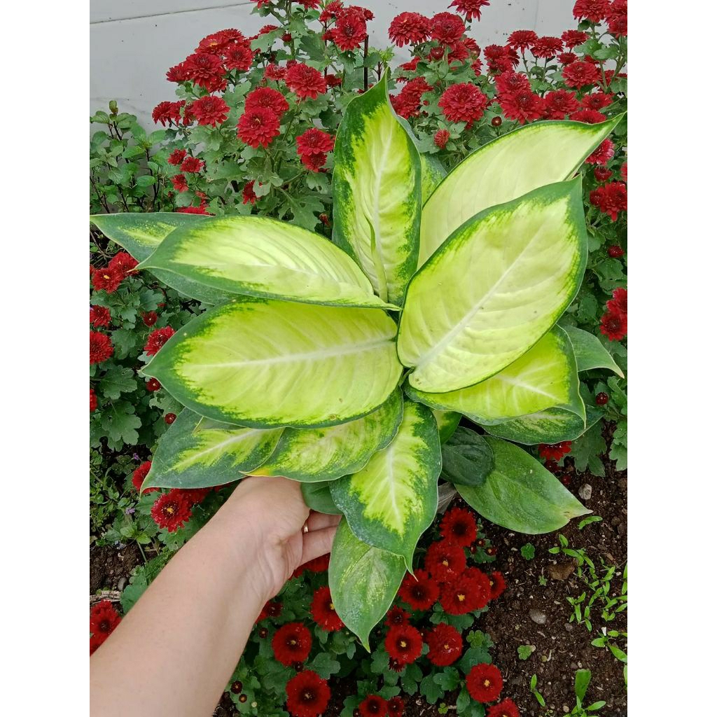 Tanaman hias aglonema - aglonema tisu - blanceng tisu