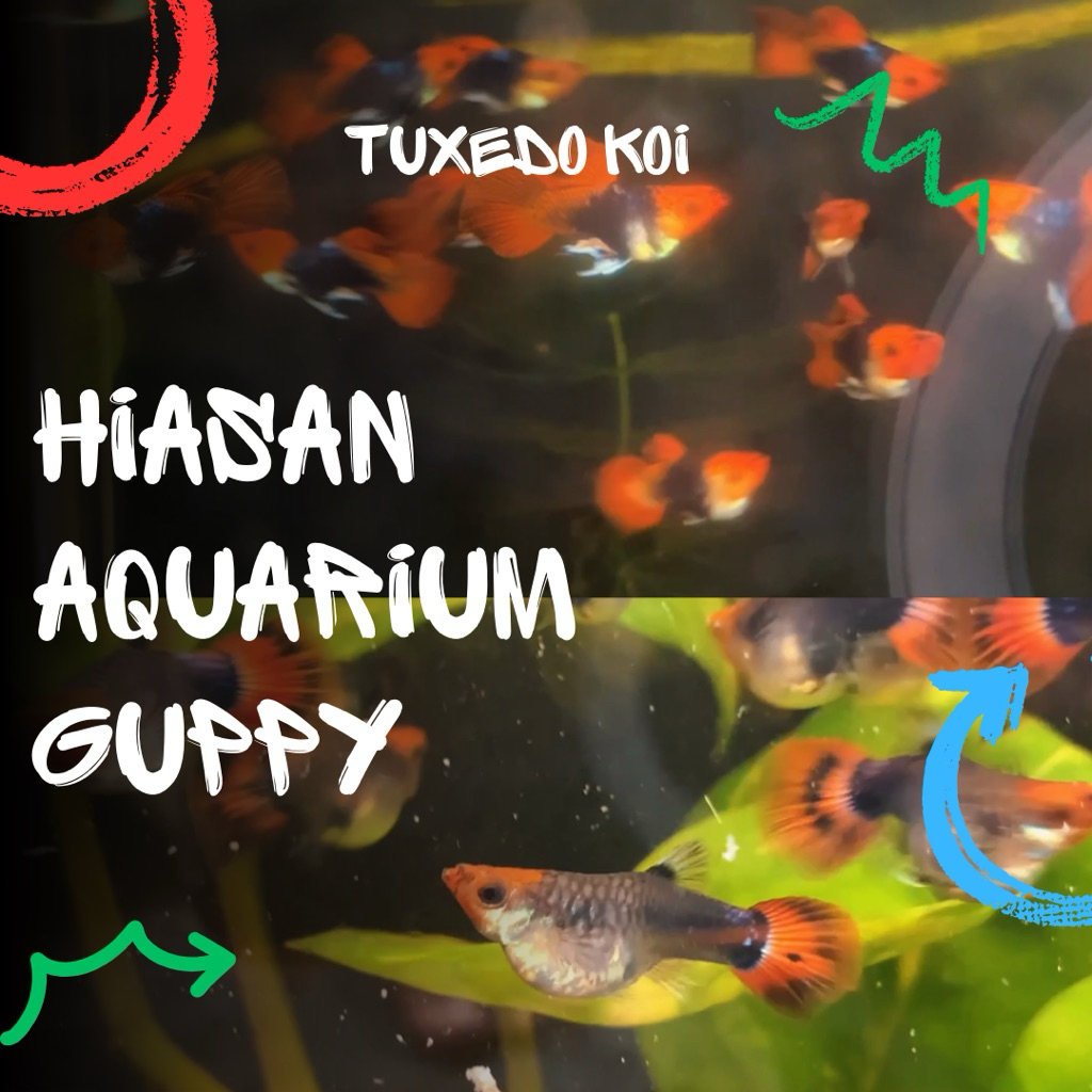 HIASAN AQUARIUM GUPPY TUXEDO KOI SHORT BODY
