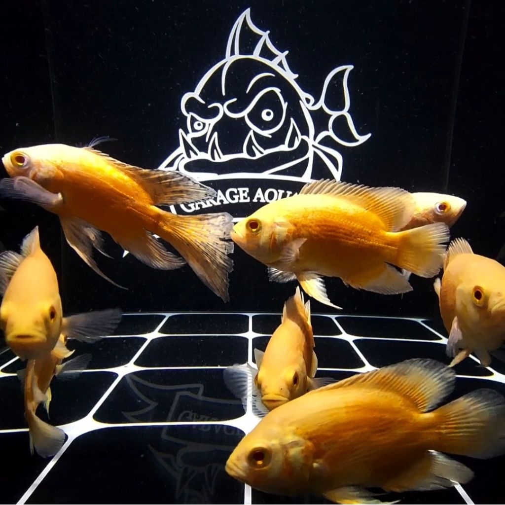(INSTANT) OSCAR PARIS ALBINO IKAN HIAS AQUARIUM KOLAM