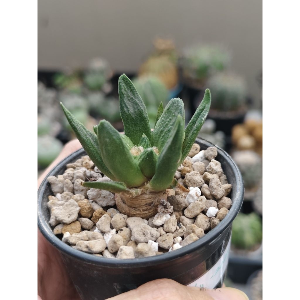 kaktus ariocarpus scapharostrus