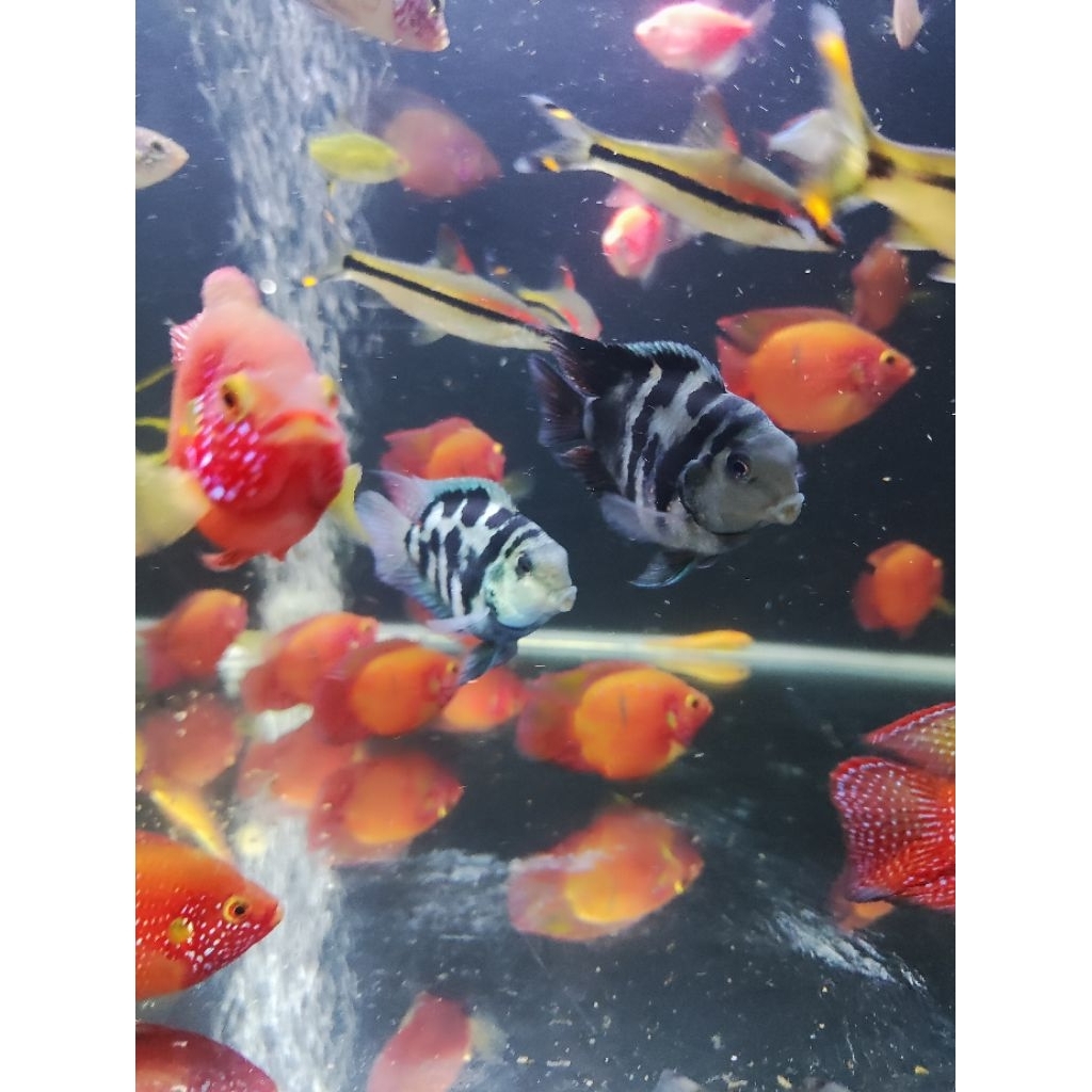 Red Jewel sb balon cichlid 5-6 cm