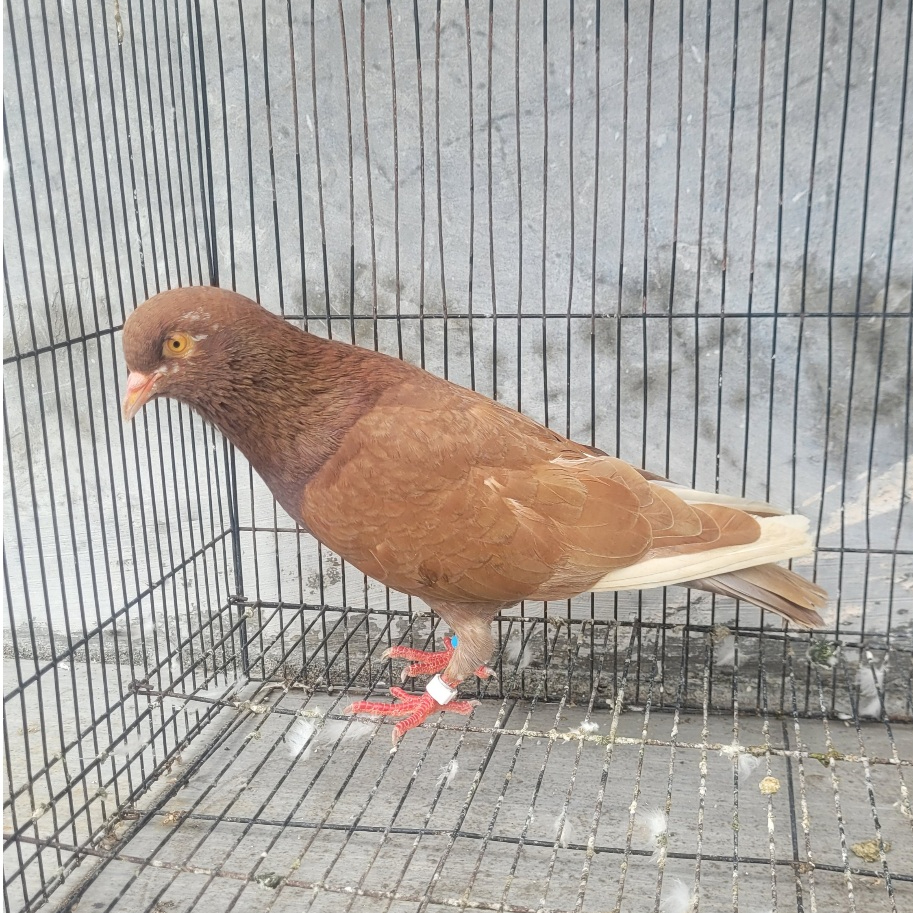 Burung Merpati Sehat Dengan Ring Klip burung merpati kolongan burung dara kolongan