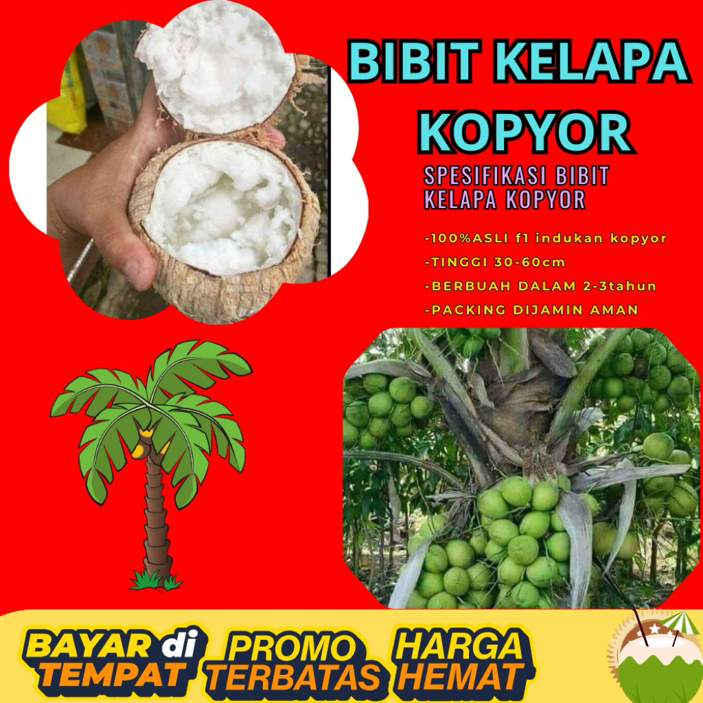 TERPERCAYA  Bibit Kelapa Kopyor Trubus