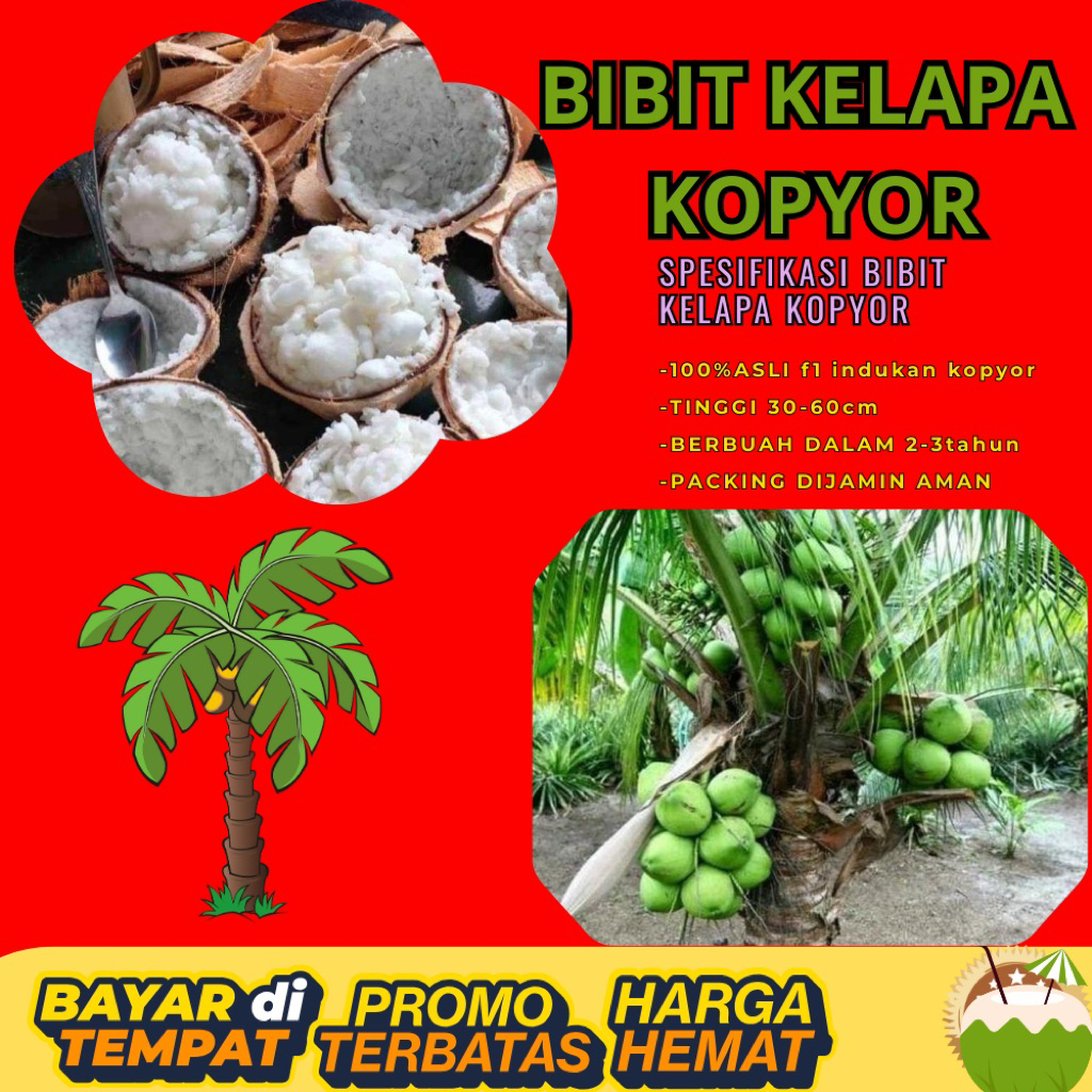 TERPERCAYA !! Bibit Kelapa Kopyor Trubus