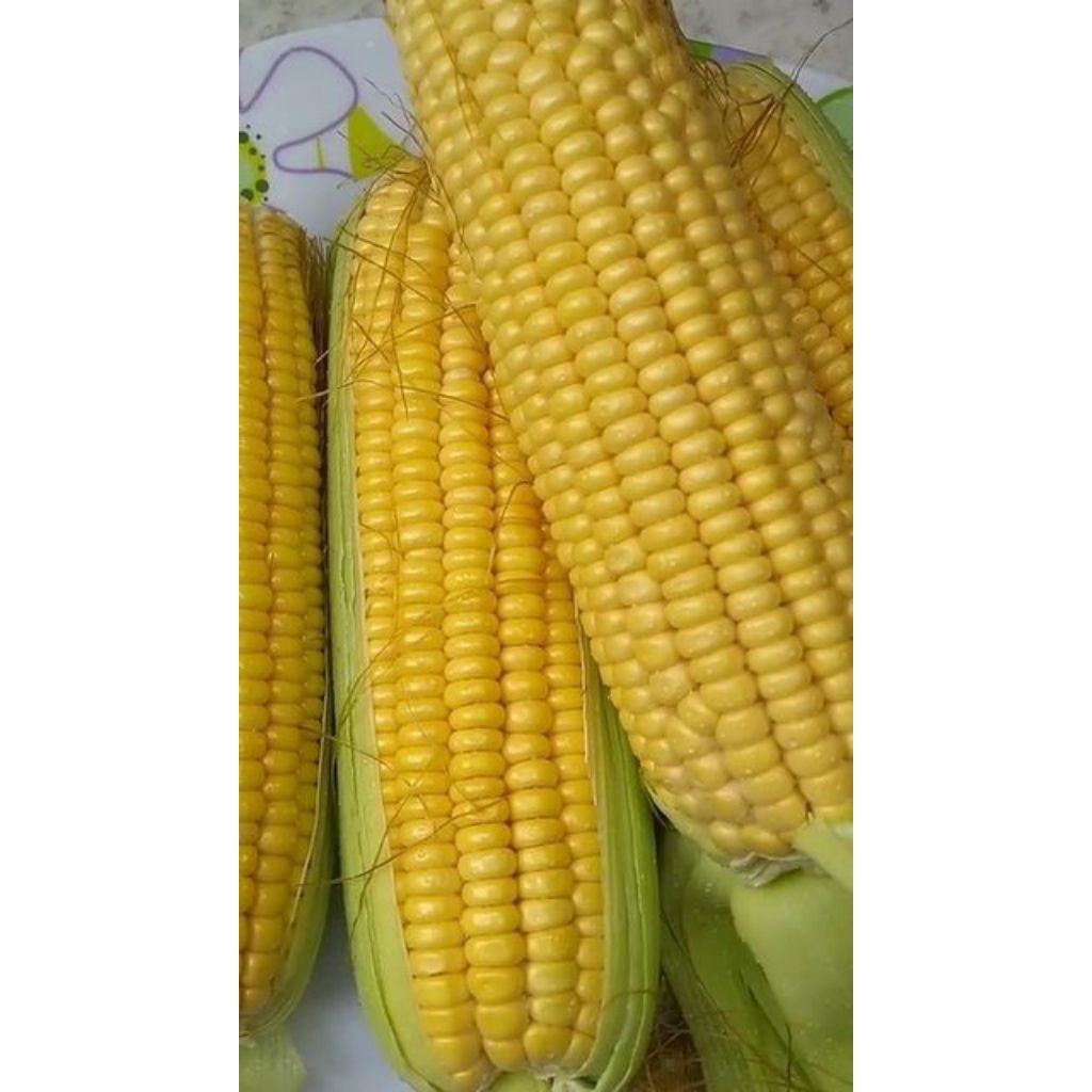 jagung manis 1kg