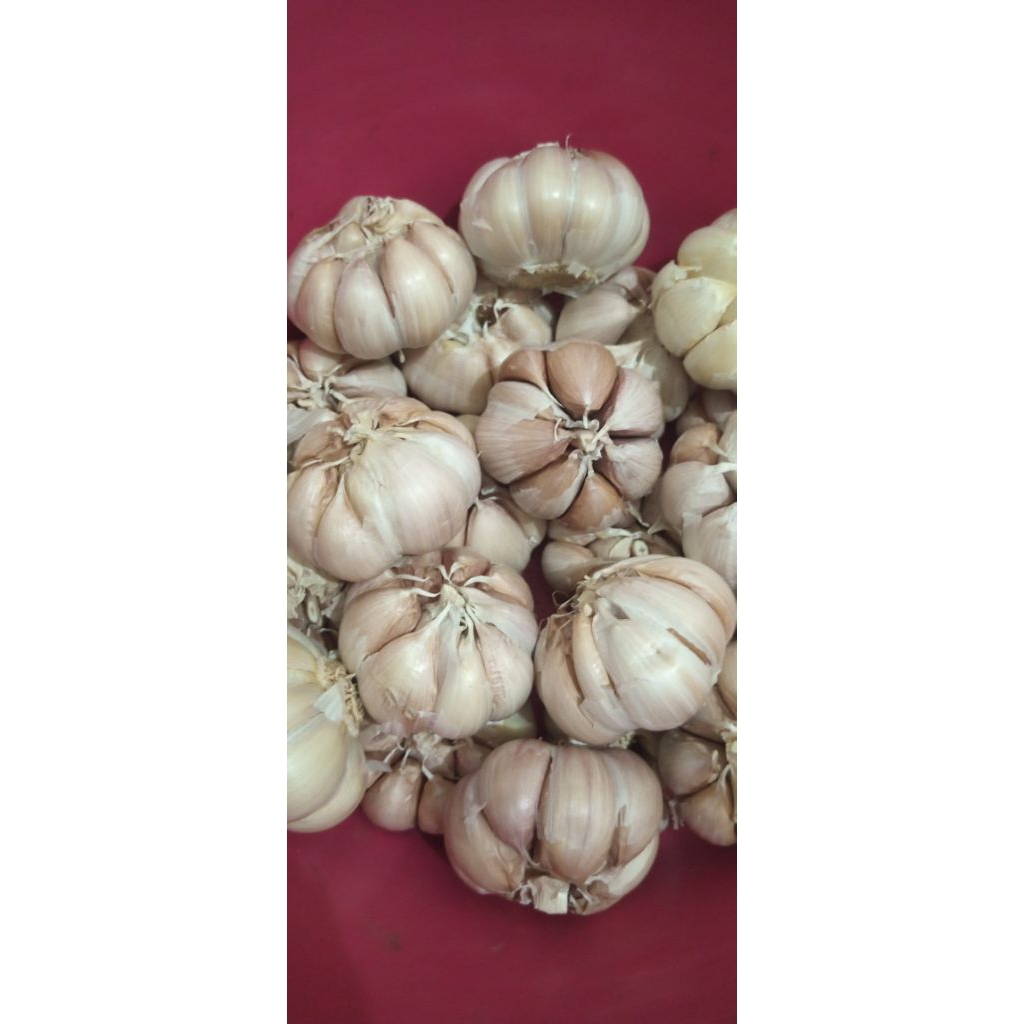 Bawang putih sinco