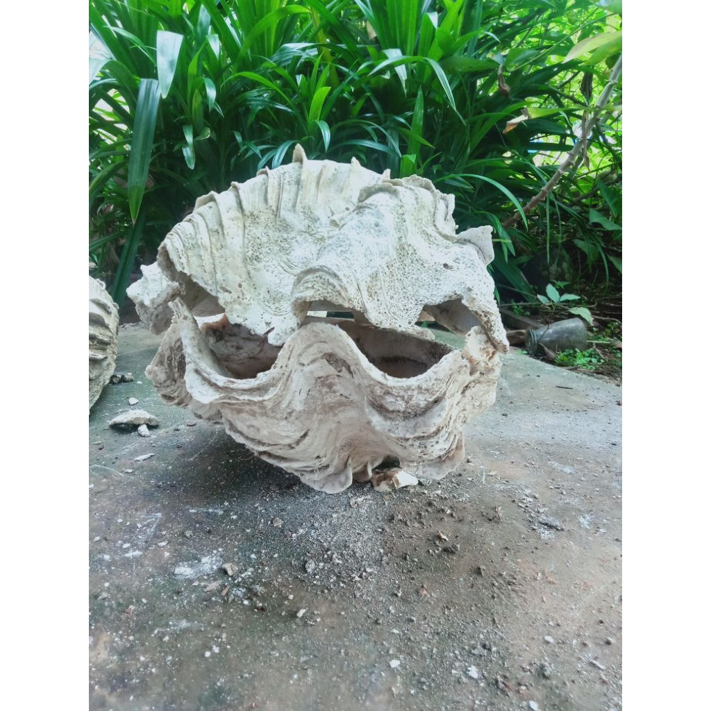 cangkang kerang laut purba super jumbo setangkup