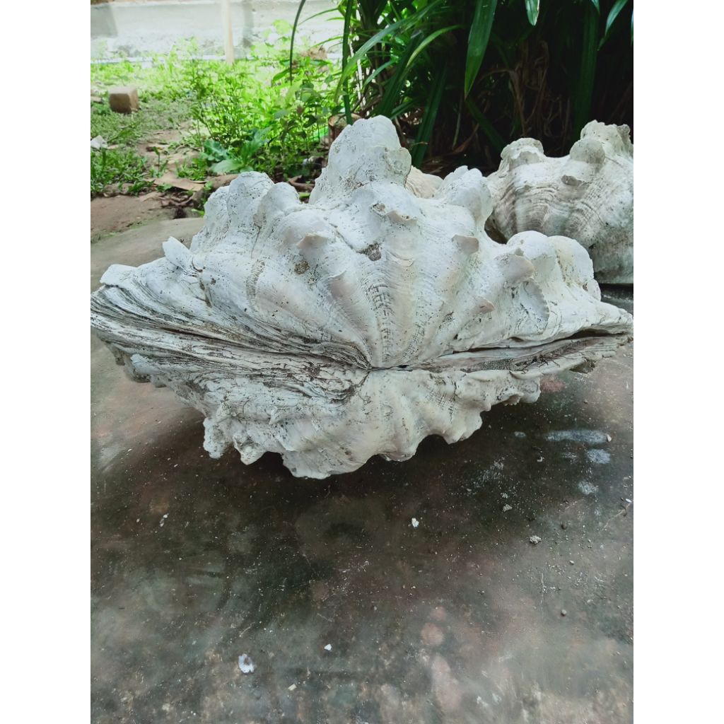 cangkang kerang laut purba super jumbo setangkup