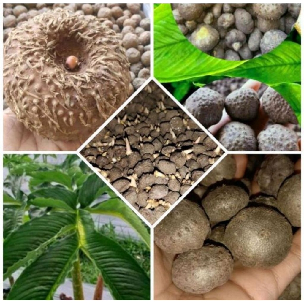 buah Porang/katak Porang/katiporang 1kg