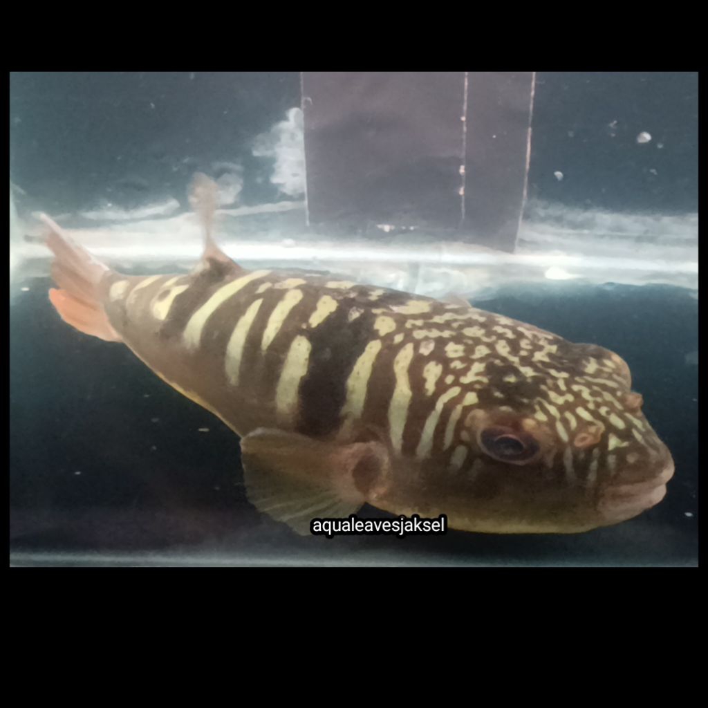 Ikan buntal macan air tawar