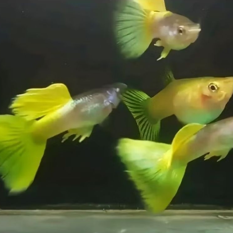 Paket Breeding 3 Pasang Guppy HB Yellow