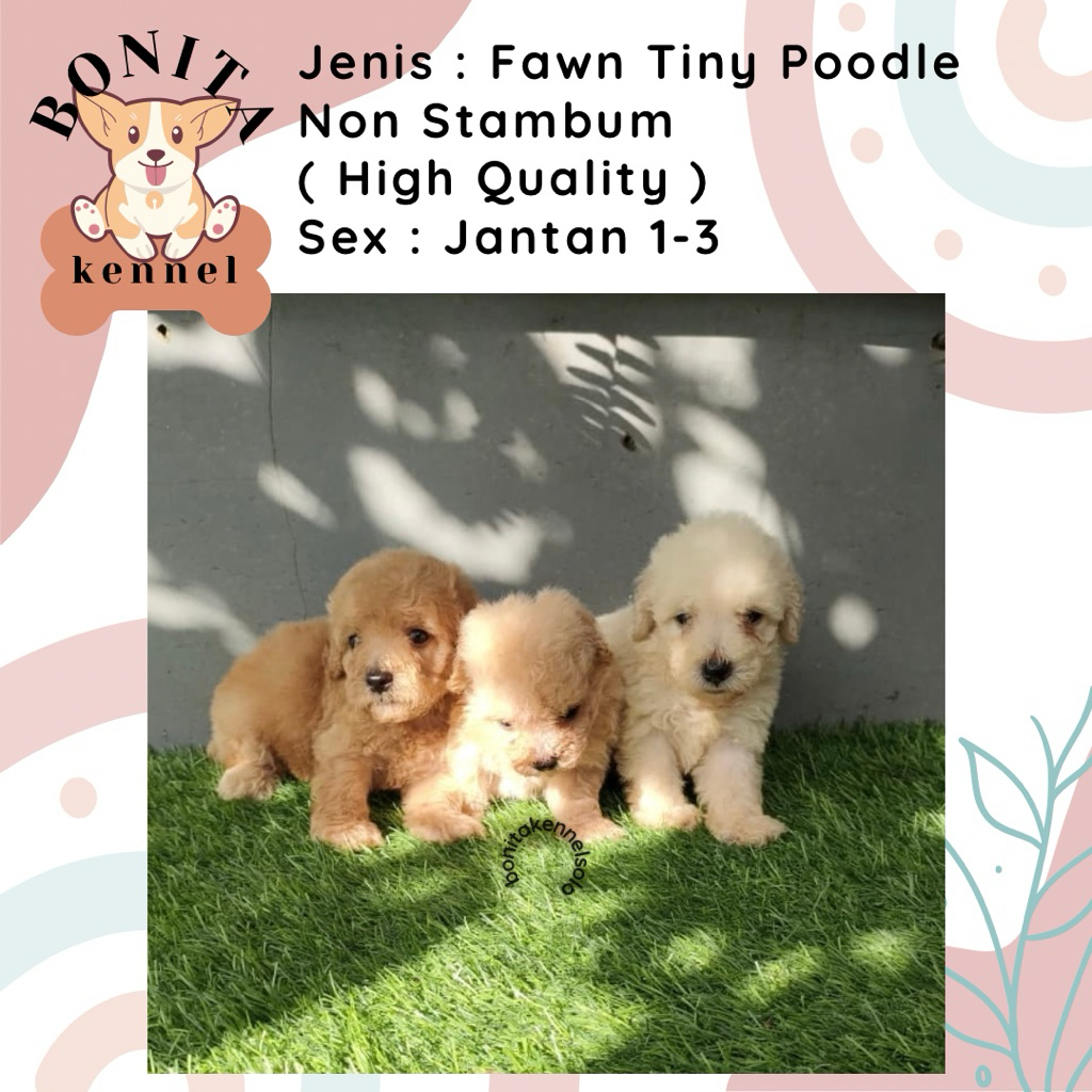 Apricot Tiny Toy Poodle Non Stambum Anak Anjing Poodle Jantan Betina