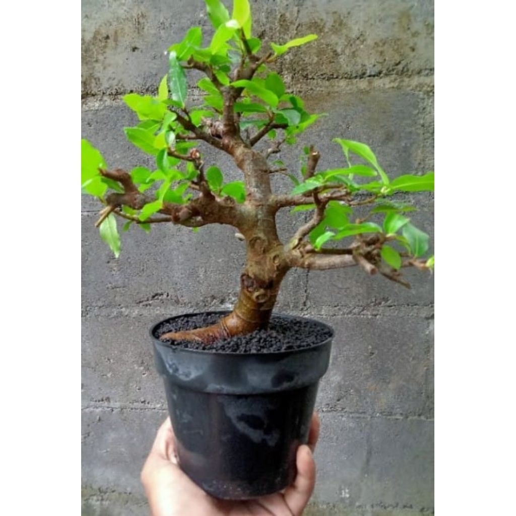 TERMURAH BIBIT BONGOL BAHAN BONSAI POHON LOA.bongol besar jumbo