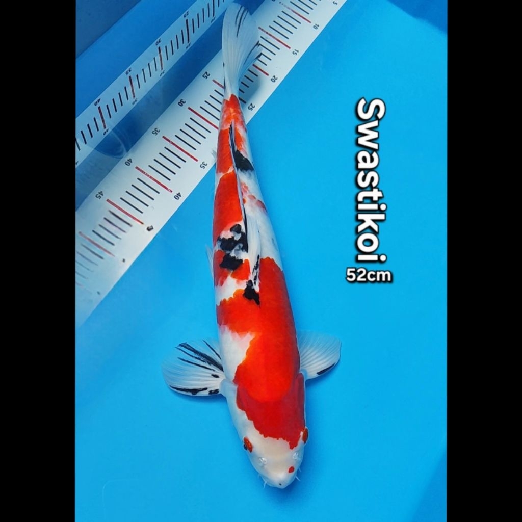 Ikan koi blitar super jumbo Sanke 52cm
