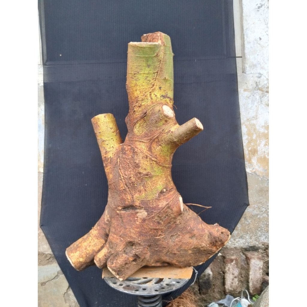 Bahan bonsai loa jumbo real pict