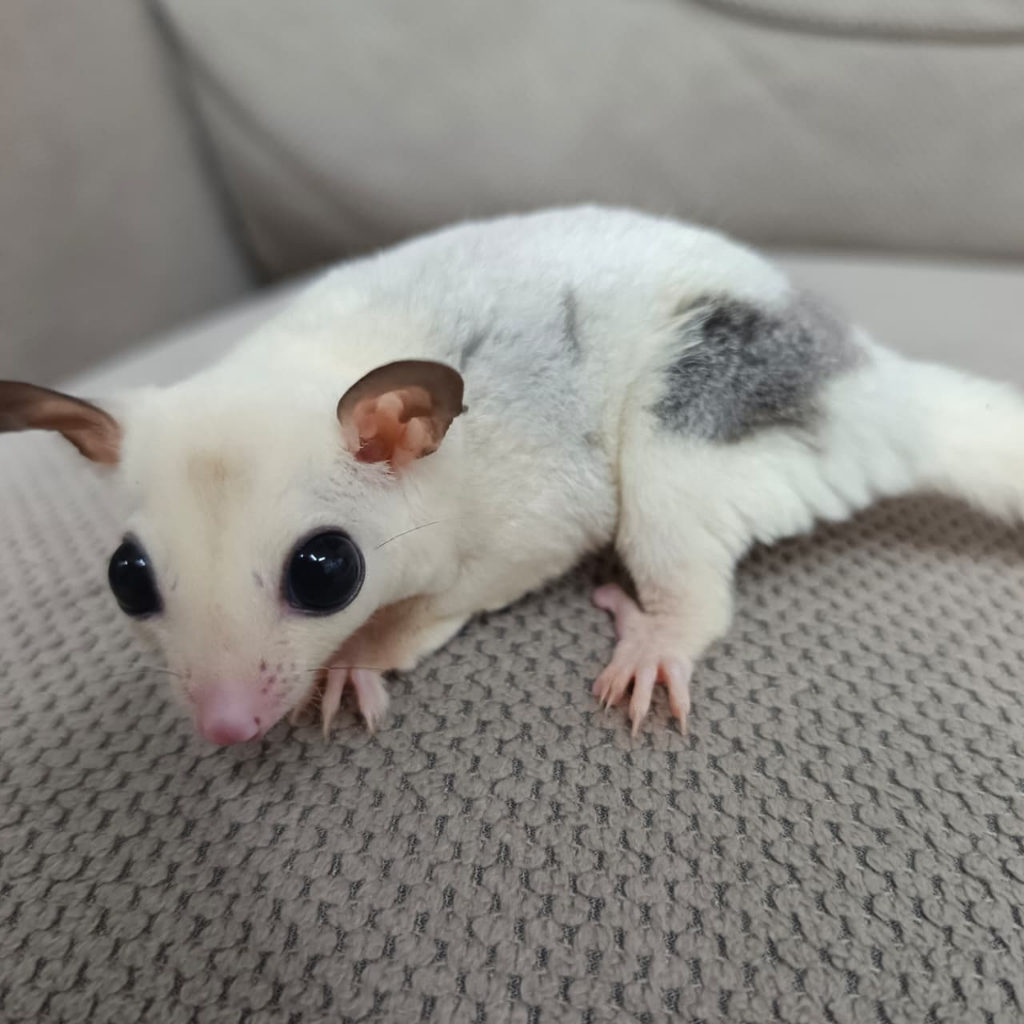 [Kurir Instant] Paket Sugar Glider Leucistic Joey Imut Lucu Jinak + Kandang Lengkap Termurah