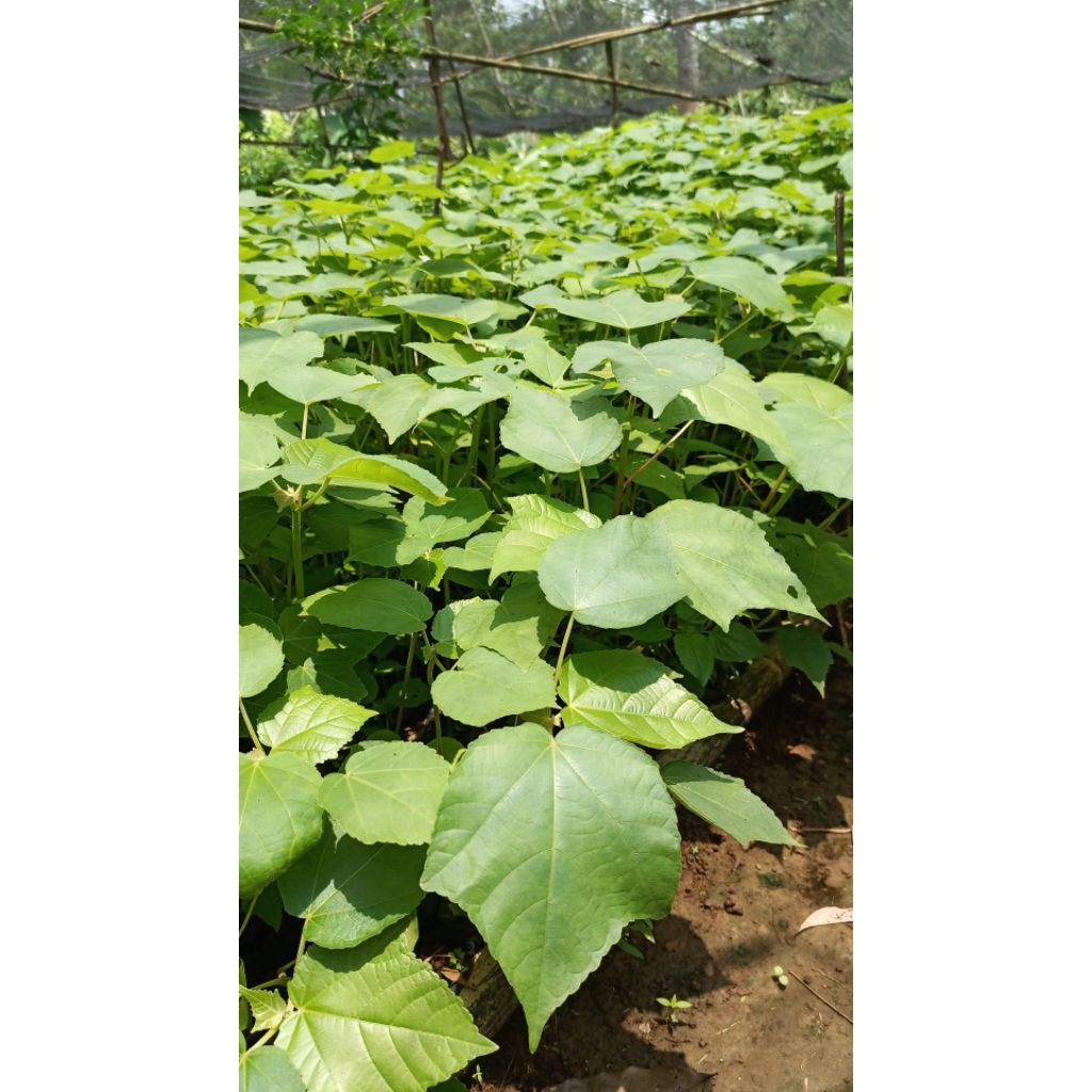 bibit balsa, kayu balsa, balsa