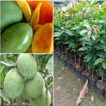 bibit buah mangga manalagi okulasi