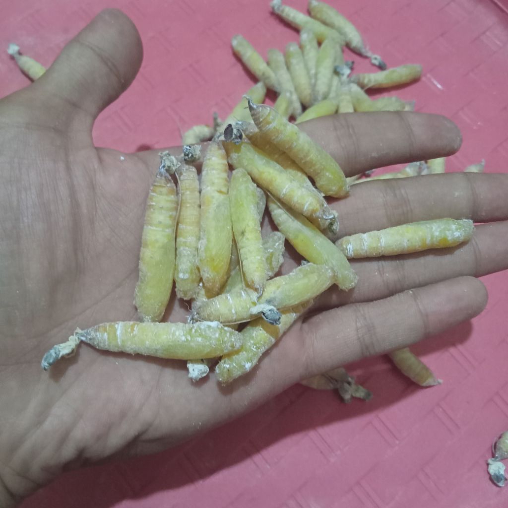 Kepompong Pisang ( EXTRA PACKING ) Umpan Induk Mancing Bawal & Gurame