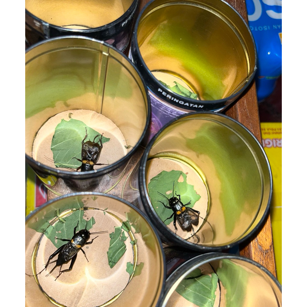 jangkrik kalung | jangkrik jliteng | jangkrik alam | jangkrik sawah | khusus bunyian/masteran