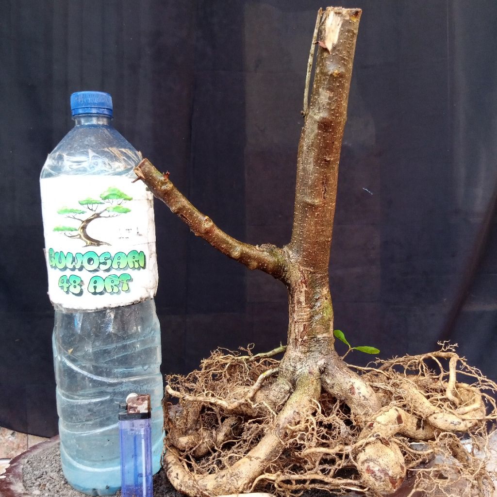 Bahan Bonsai Sianci Formal Program Akar Small Size Real Pict