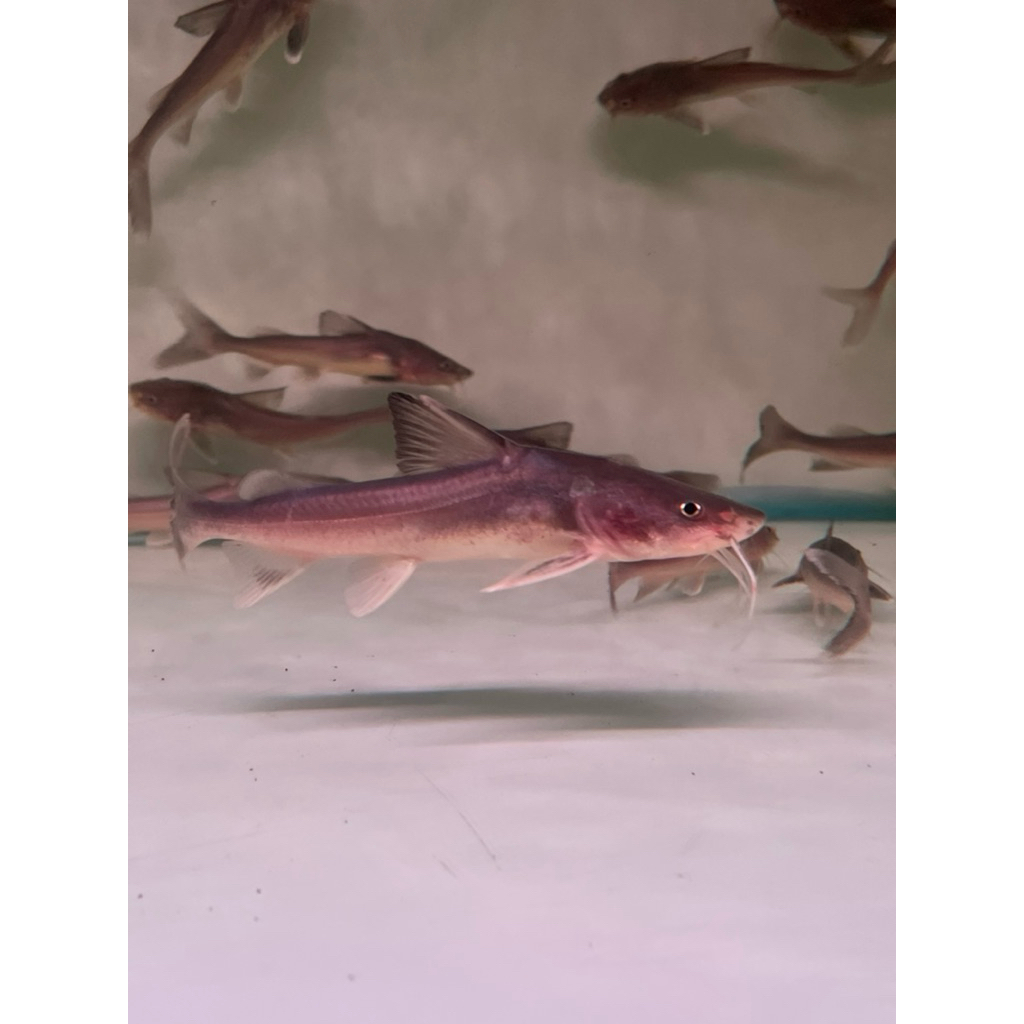 hiasan aquarium ikan hemiarius stormii catfish (stormi)