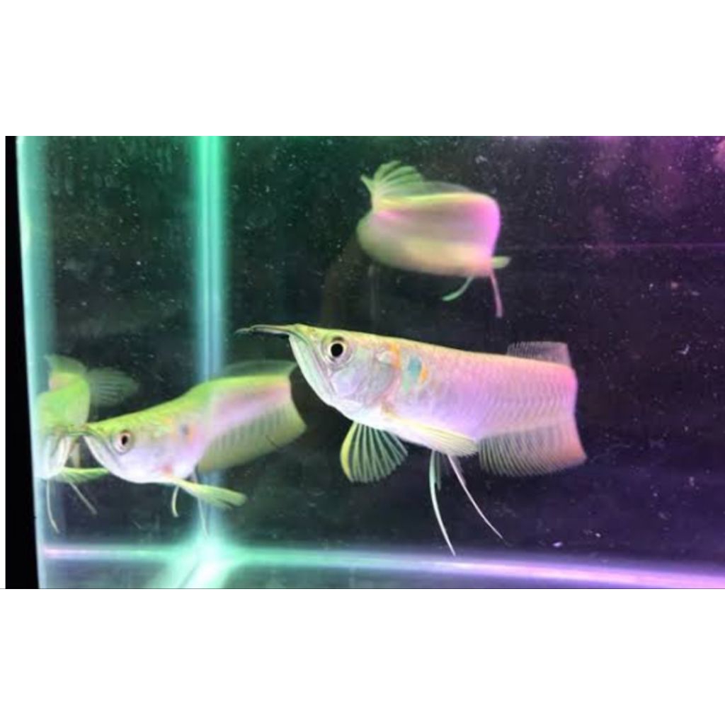 kebutuhan Arwana silver 10-11cm