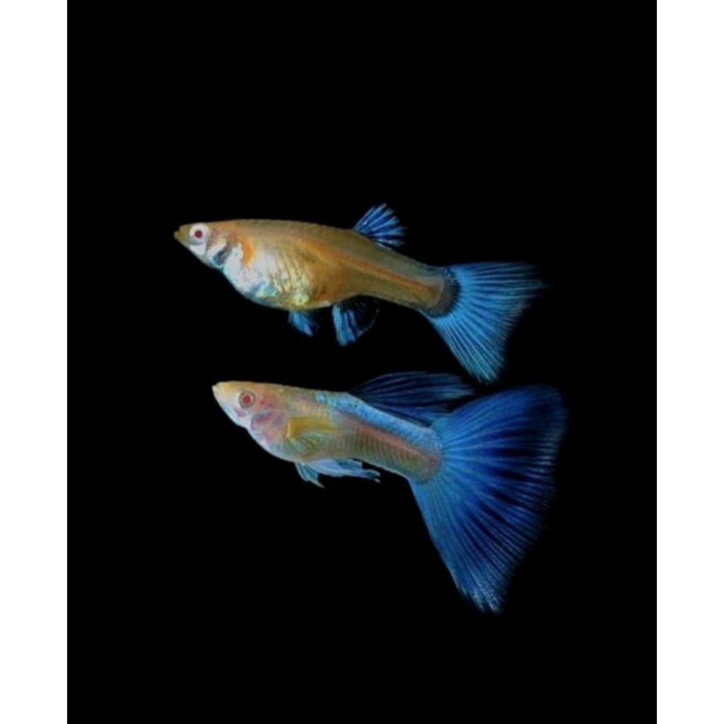 Guppy albino sky blue / topaz