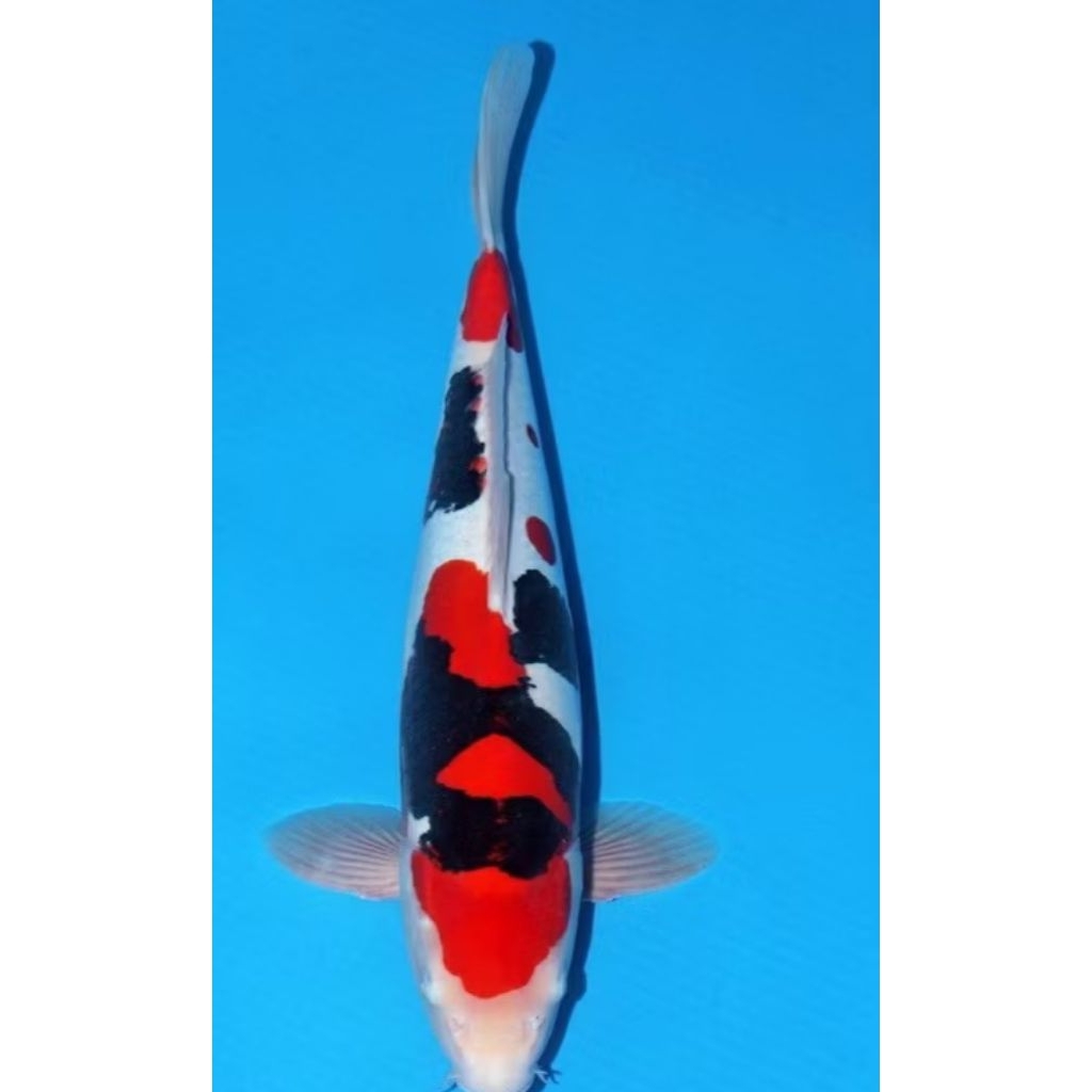 panca warna dekorasi akuarium air tawar koi UTSURI showa Naruto biju gama vitamin super original ika