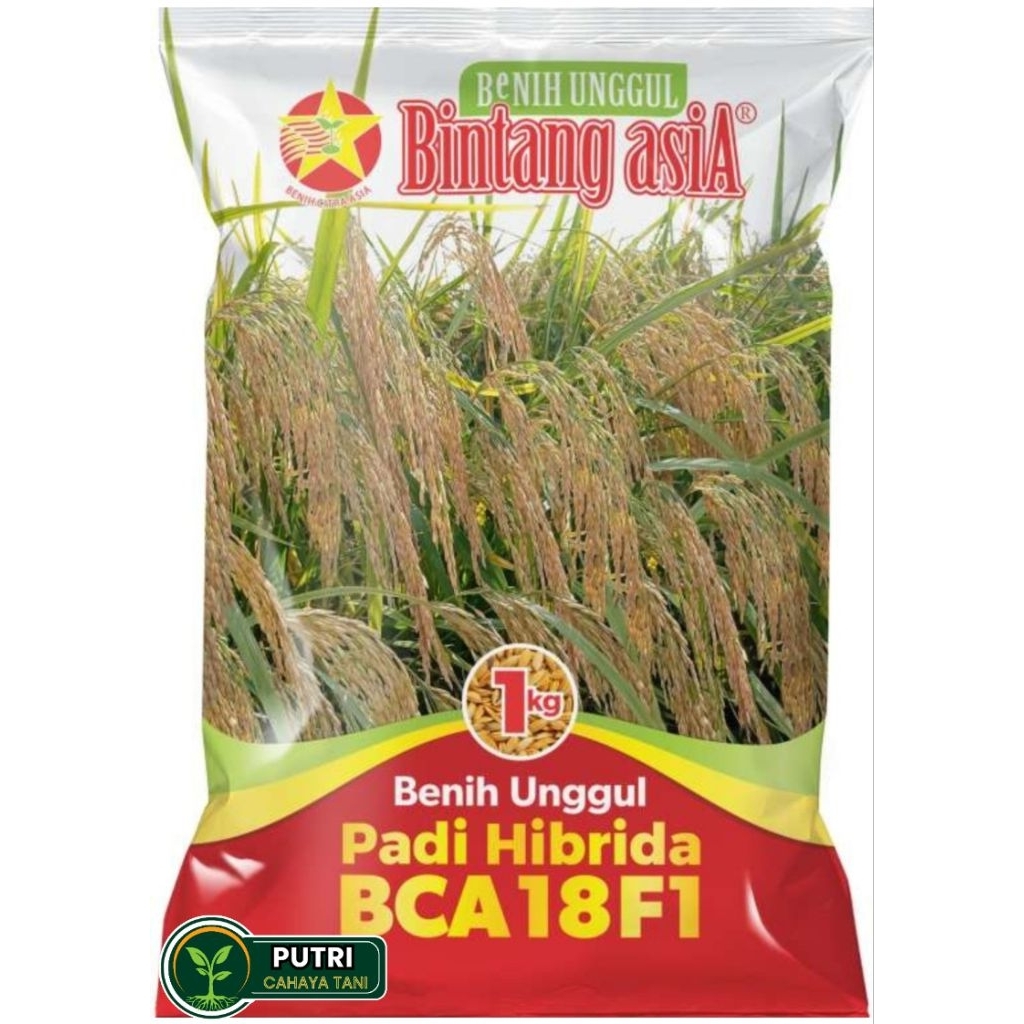 Benih PADI Hibrida BCA 18 F1 1Kg BINTANG ASIA