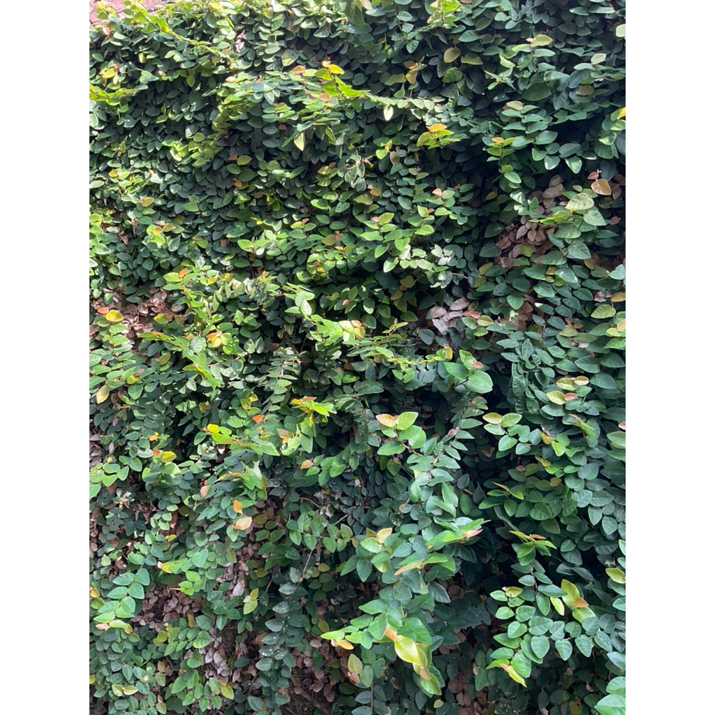 Dolar Rambat (Ficus Pumila) / Creeping Fig atau Ara Merambat