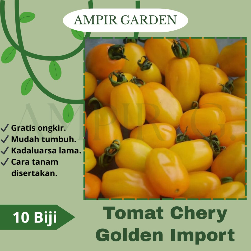 10 Biji Benih Tomat Cherry GOLDEN IMPORT Rasa Manis / Bibit Tanaman Sayuran Tomat Buah Tomat Mini Ce