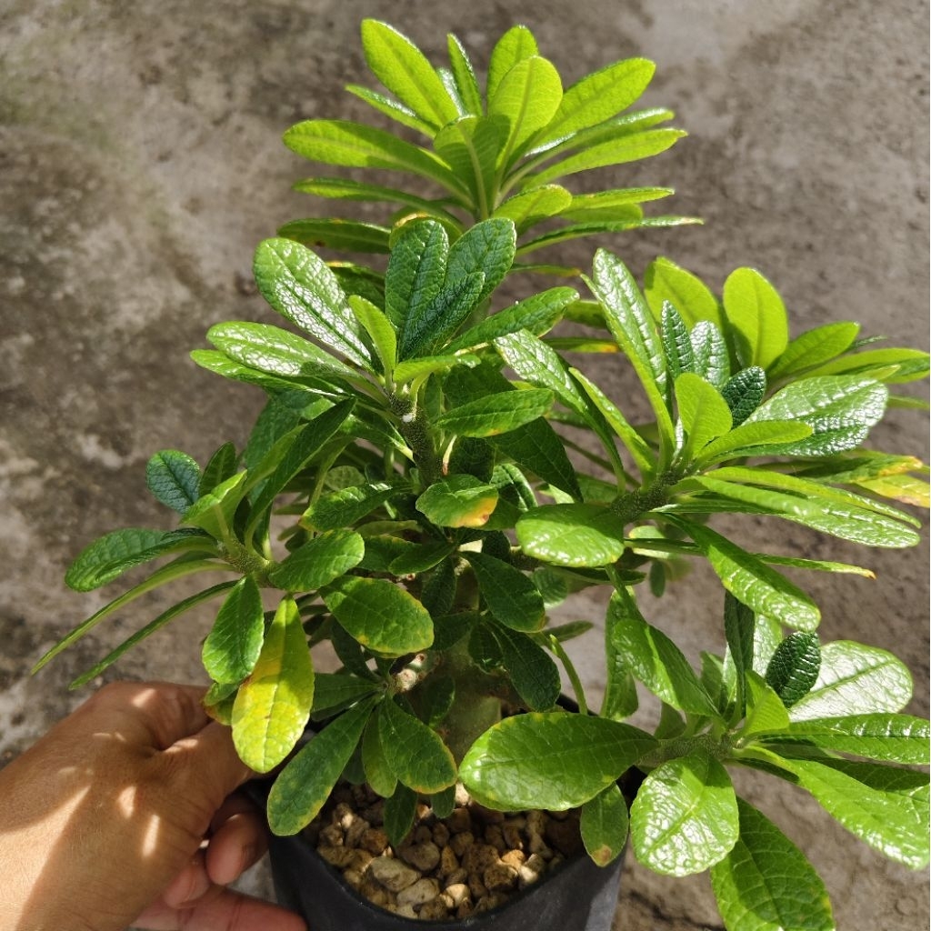 Tanaman Dorstenia gigas cutting size kecil