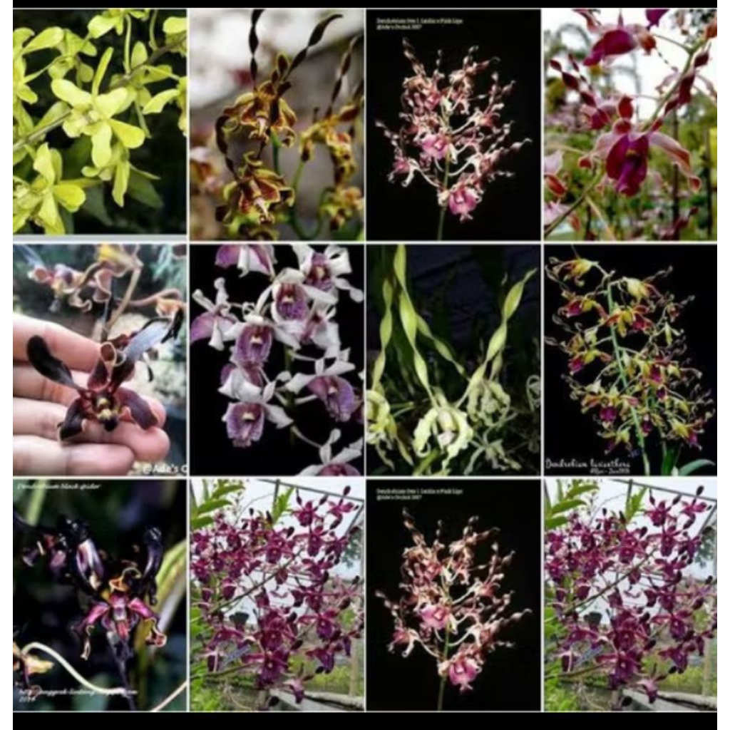 bibit anggrek  dendrobium botol sundul siap aklim/bibit anggrek botol