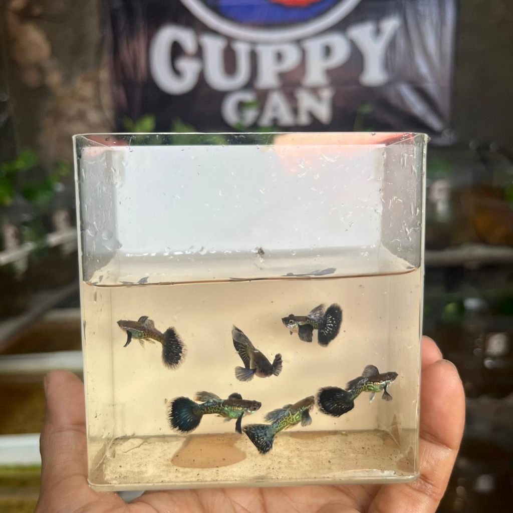 hiasan akuarium GUPPY PURPLE dragon dumbo ear indukan