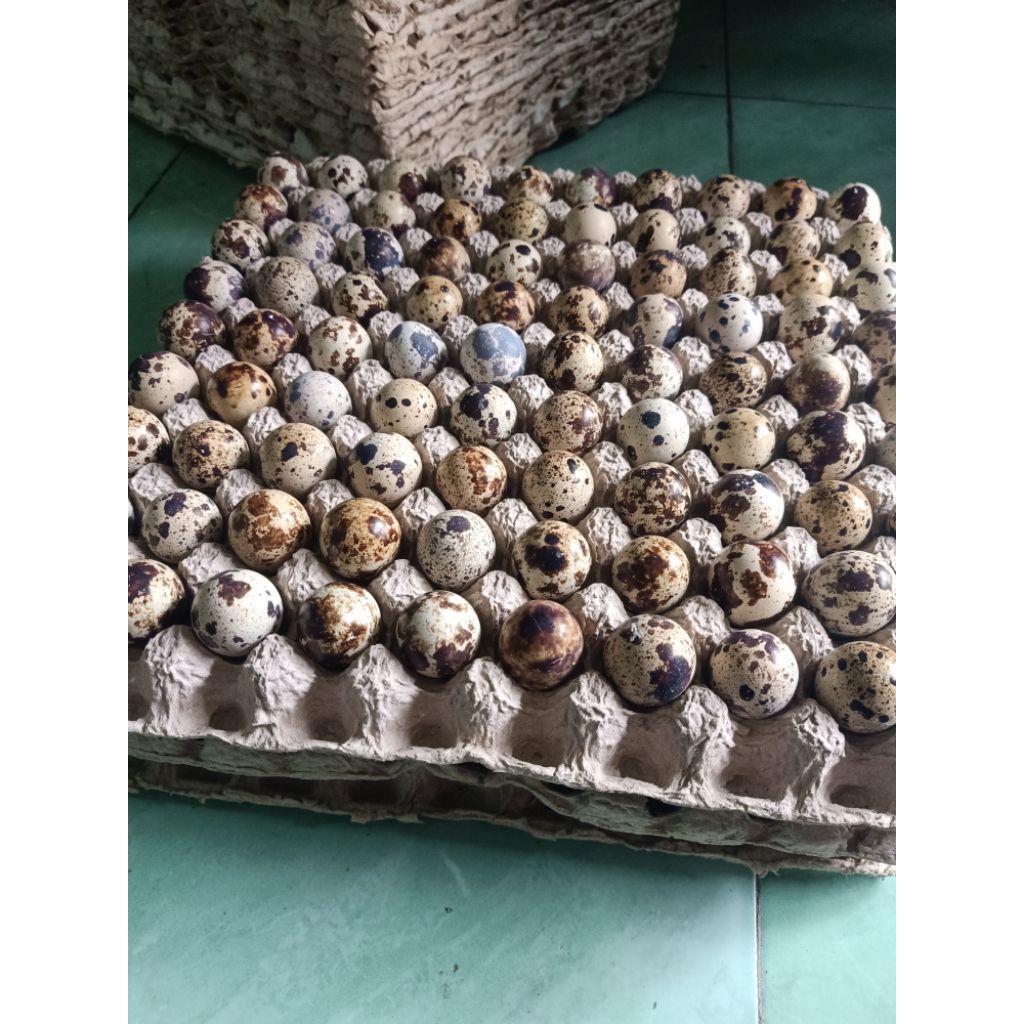 satu egtray telur puyuh fressh 1kg telur konsumsi mentah