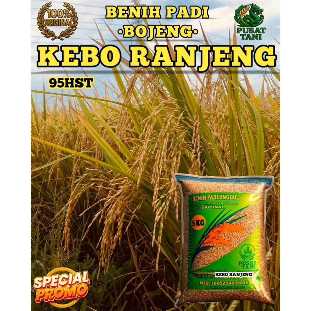BENIH PADI UNGGUL KEBO RANJENG KEMASAN 5KG