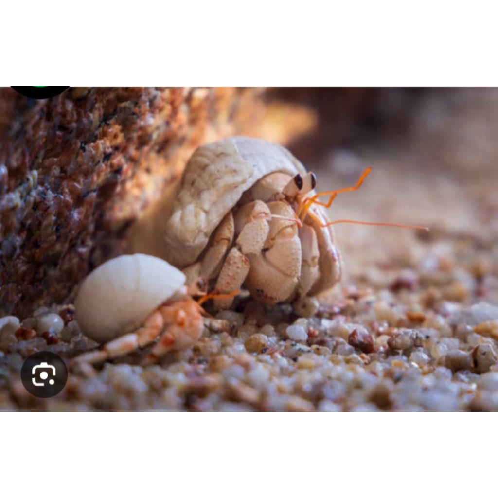 kelomang hias warna white/putih