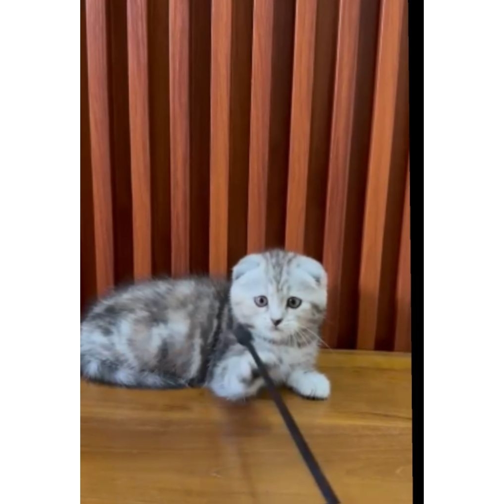 Scootish fold betina