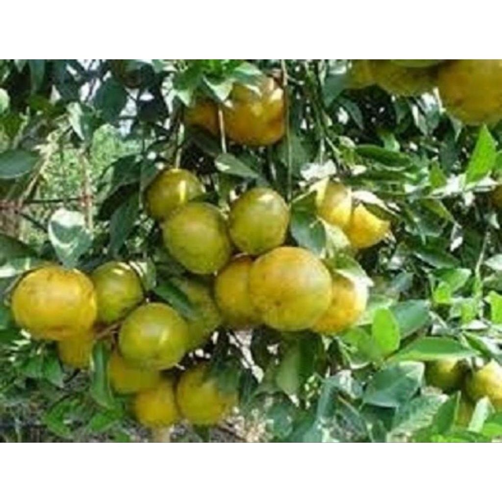 JERUK PERAS MANIS SEGAR 1kg