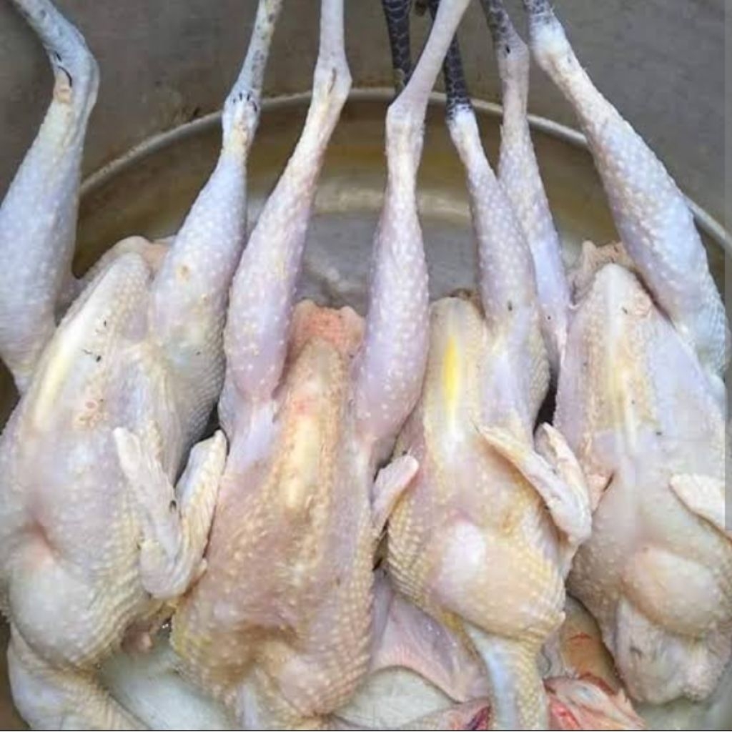 Ayam kampung asli berat hidup 0.8kg