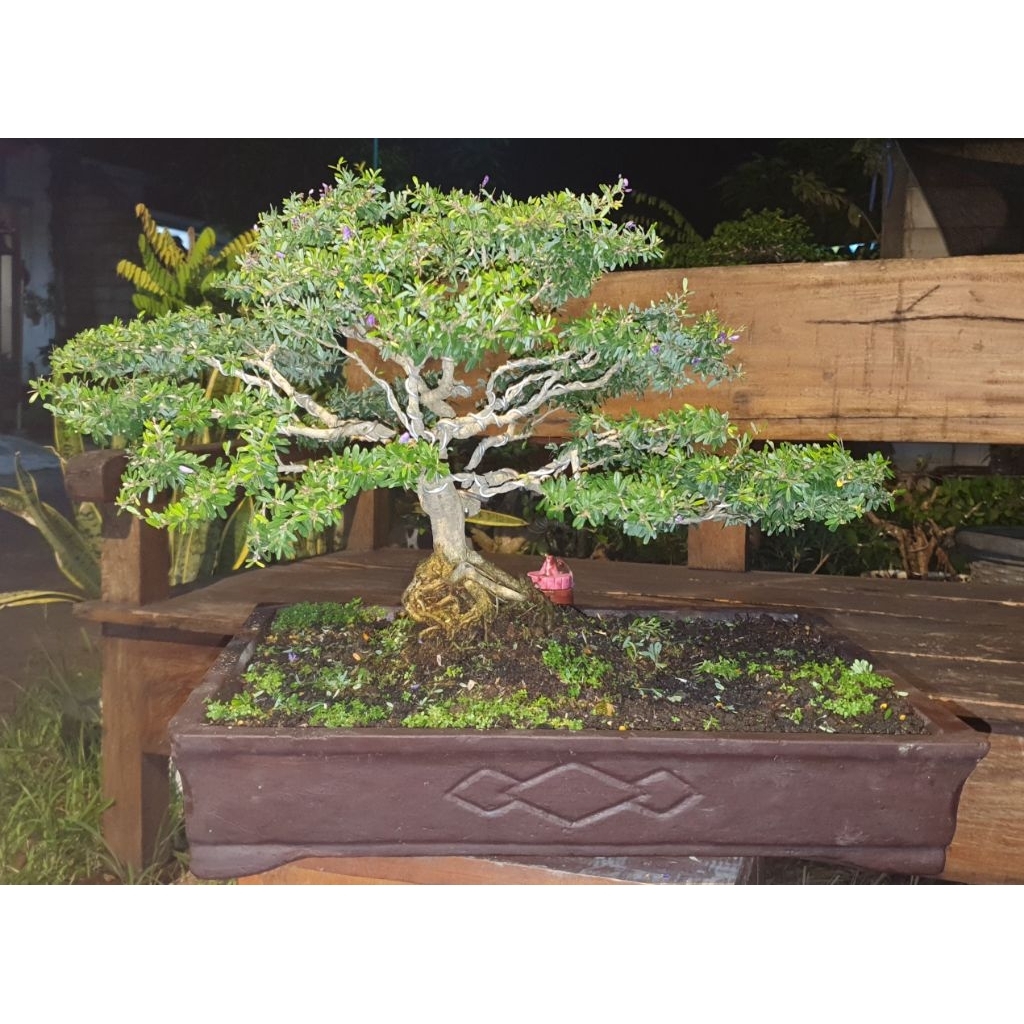 Saeng Simbur Vietnam Mikro