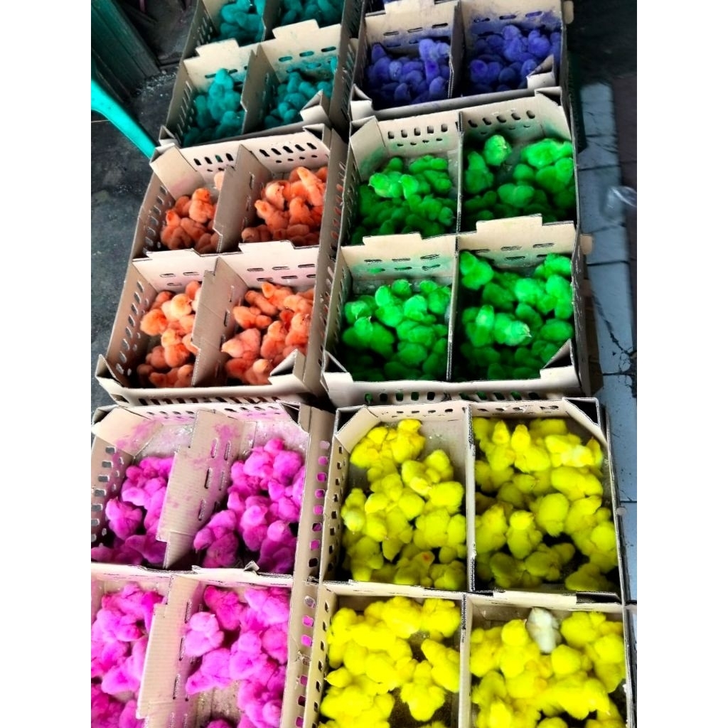 Bibit Ayam Pelangi - DOC Ayam Warna Warni - Ayam Warna Warni