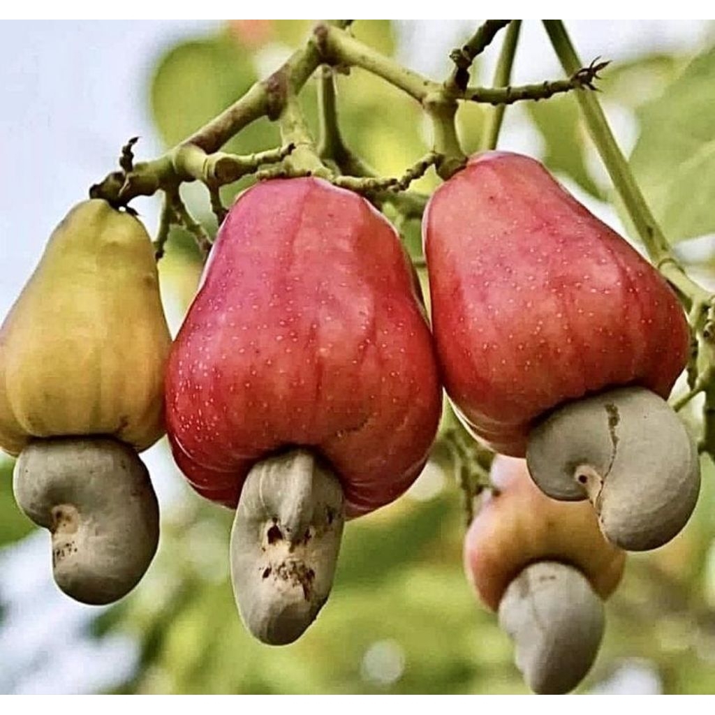 Bibit Jambu Mete Jambu Monyet