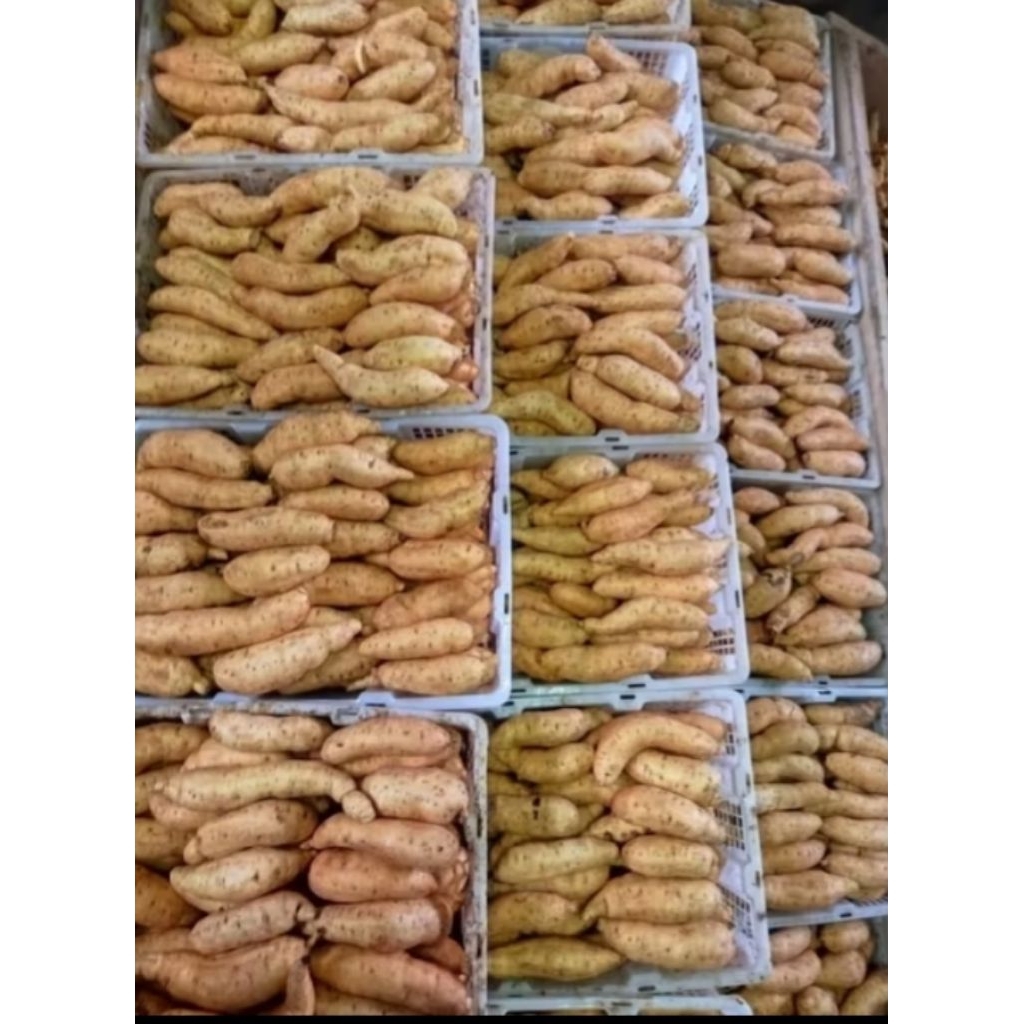 UBI MADU CILEMBU BERKUALITAS 1 KG  ukuran sedang ubi legit simanis madu