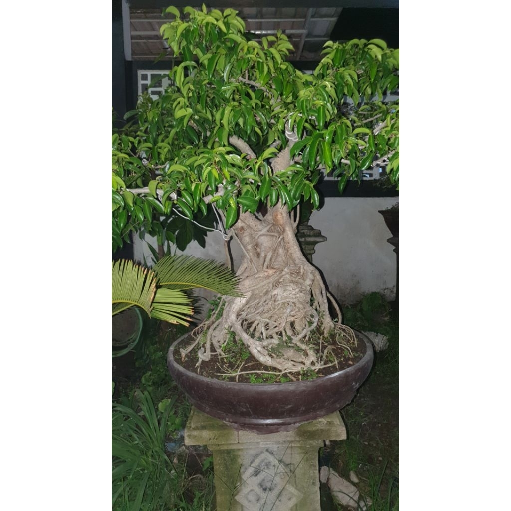 Bonsai Bringin Benjamina