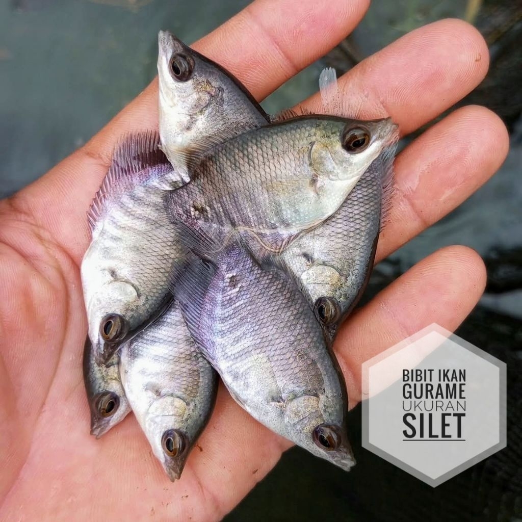 Bibit ikan gurame ukuran silet | hidup siap tebar di kolam